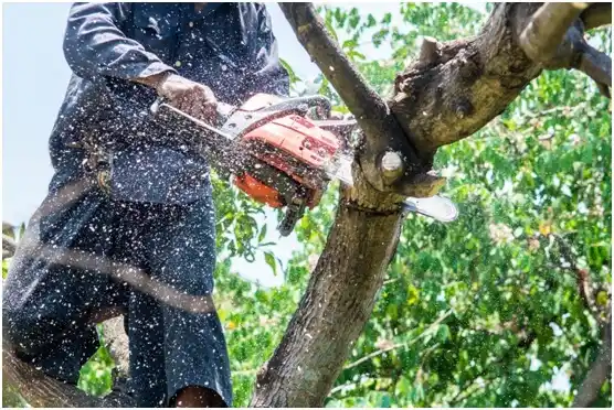 tree services Kenmore